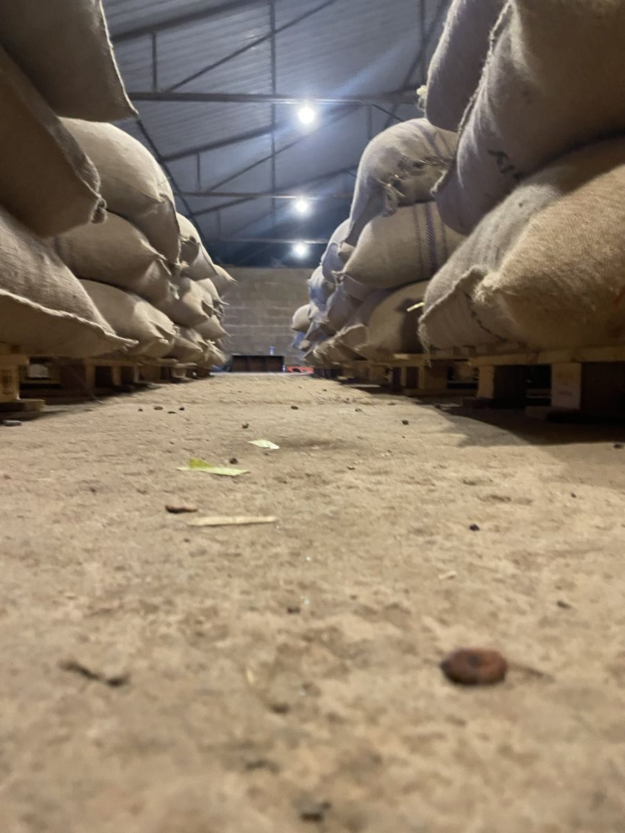 Cocoa Beans