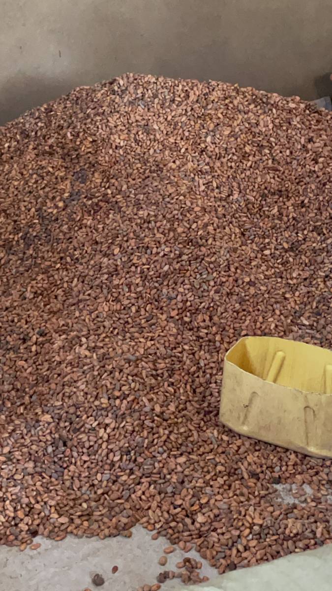 Cocoa Beans